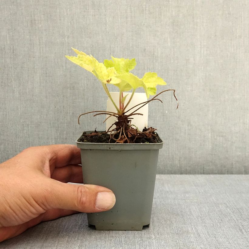 Exemplaar van Heuchère - Heuchera Electric Lime Godet de 8/9 cm zoals geleverd in de zomer