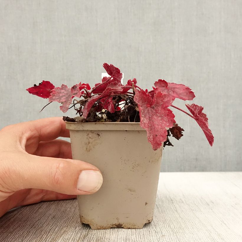 Exemplaar van Heuchera Fire Chief - Purperklokje Kweekpotje van 8/9 cm zoals geleverd in de herfst