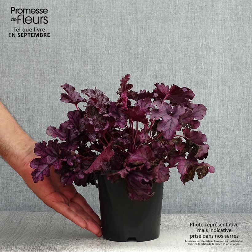Exemplaar van Heuchera Forever Purple - Purperklokje Pot van 1,5 l/2 l zoals geleverd in de zomer