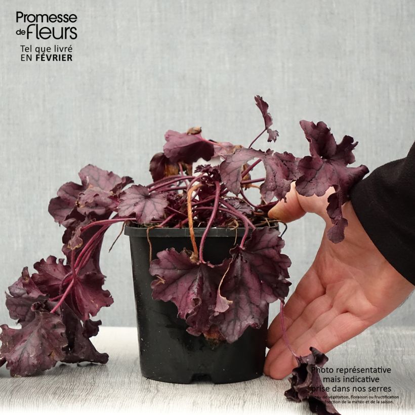 Example of Heuchera Forever Purple - Purperklokje Pot van 1,5 l/2 l as you get in hiver