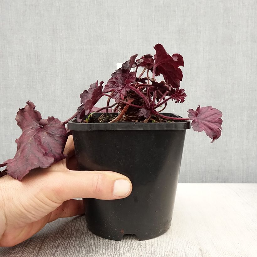 Exemplaar van Heuchera Forever Purple - Purperklokje Pot van 1,5 l/2 l zoals geleverd in de lente