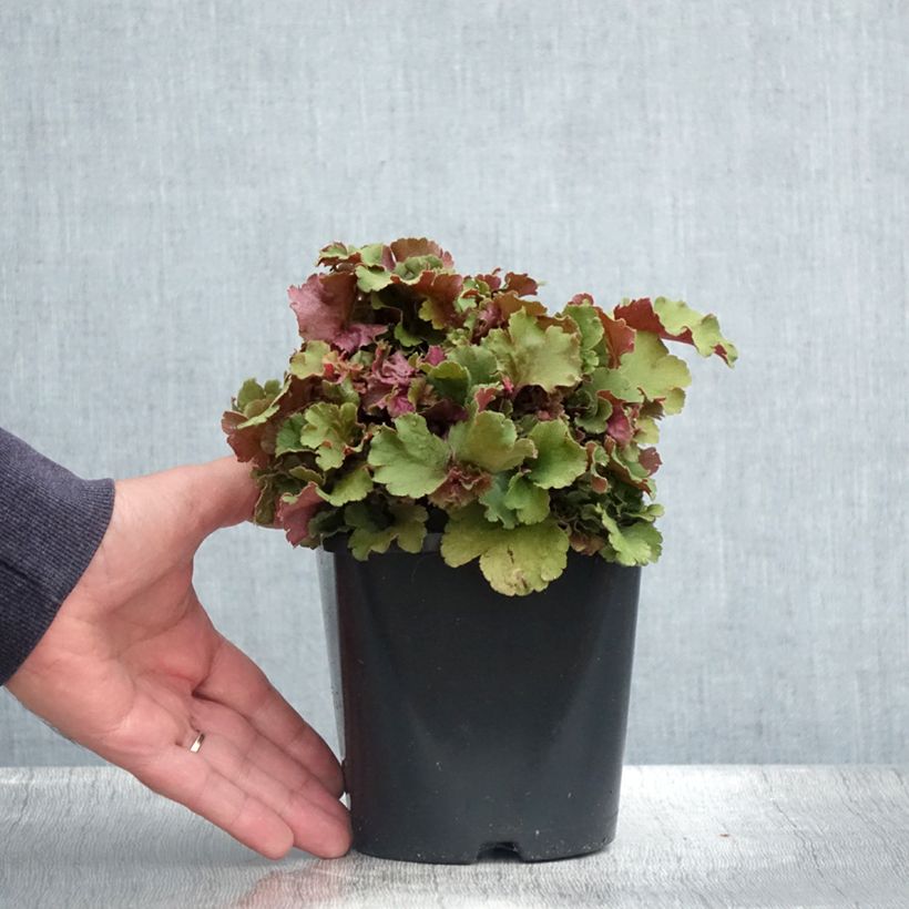 Exemplaar van Heuchera Frilly - Purperklokje Pot van 1,5 l/2 l zoals geleverd in de zomer