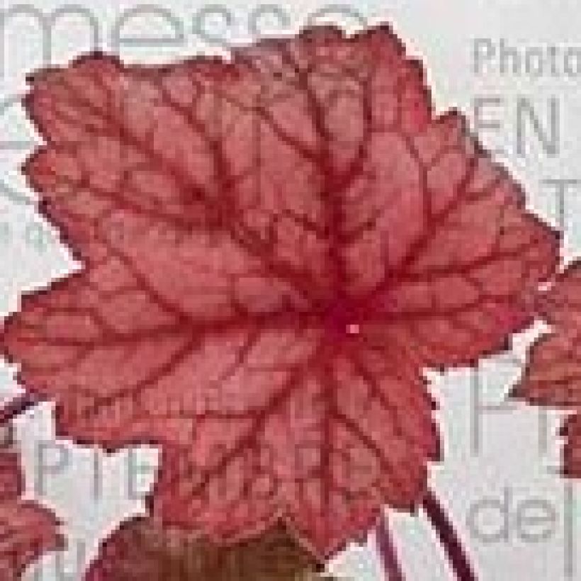 Heuchera Georgia Peach - Purperklokje (Foliage)