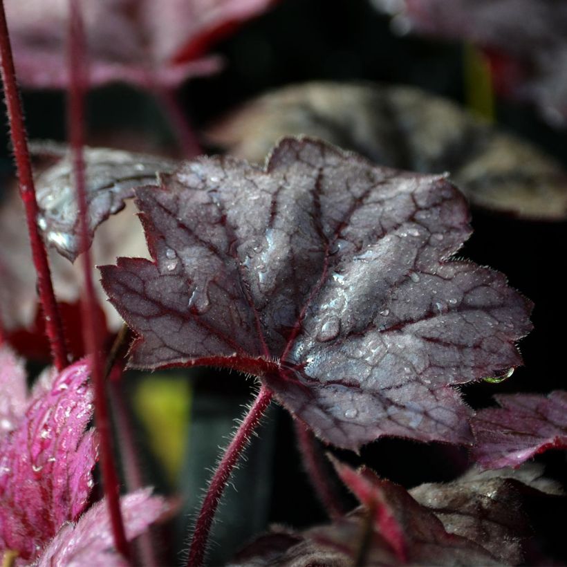 Heuchera Georgia Plum - Purperklokje (Foliage)