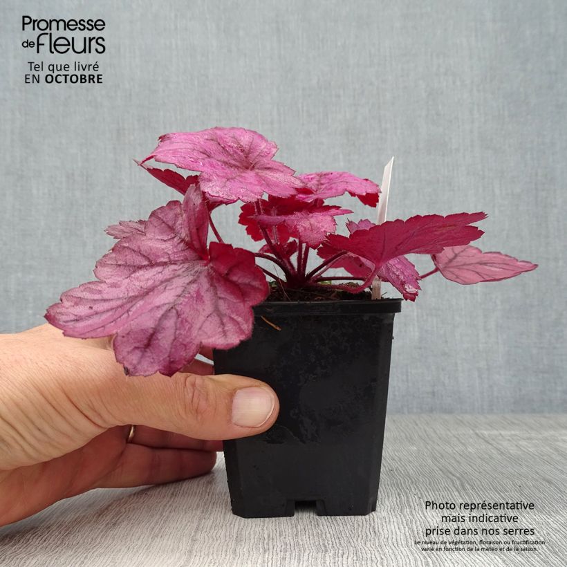 Exemplaar van Heuchera Georgia Plum - Purperklokje Kweekpotje van 8/9 cm zoals geleverd in de herfst