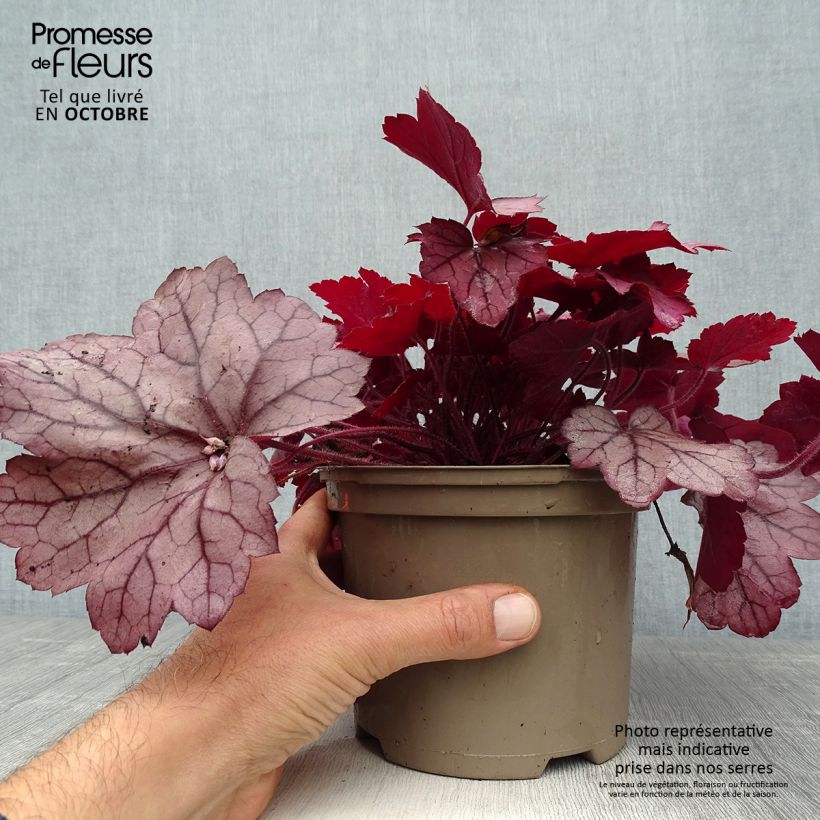 Exemplaar van Heuchera Georgia Plum - Purperklokje Pot van 2 l/3 l zoals geleverd in de herfst
