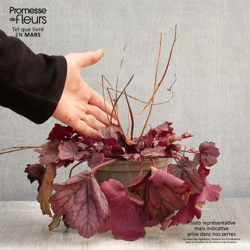 Exemplaar van Heuchera Georgia Plum - Purperklokje Pot van 2 l/3 l zoals geleverd in de lente