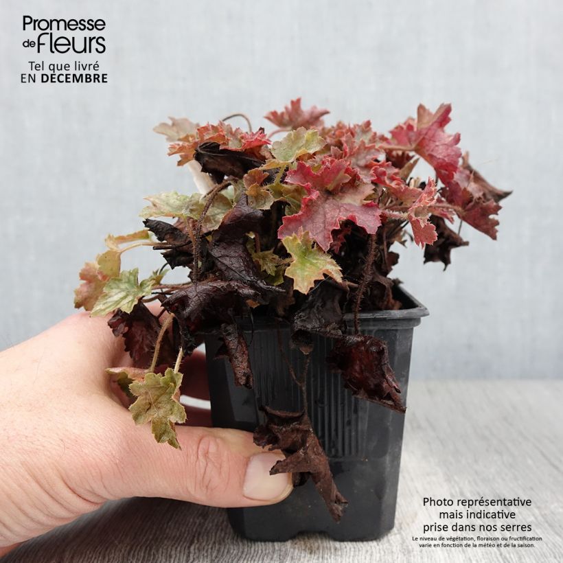 Exemplaar van Heuchera Ginger Ale - Purperklokje Kweekpotje van 8/9 cm zoals geleverd in de herfst