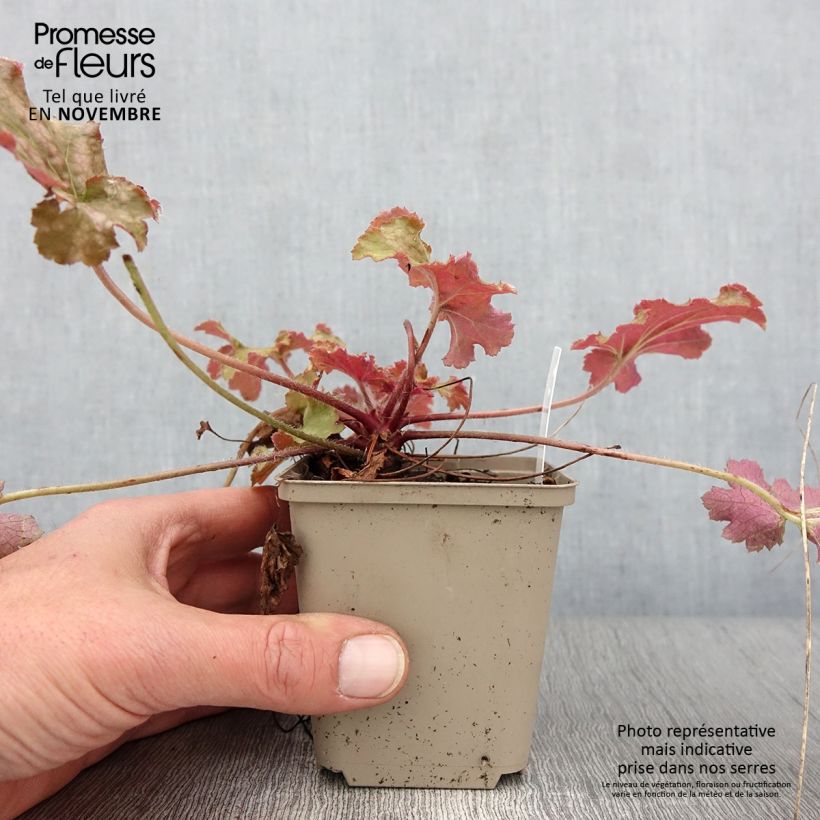 Exemplaar van Heuchera Ginger Peach - Purperklokje Kweekpotje van 8/9 cm zoals geleverd in de herfst