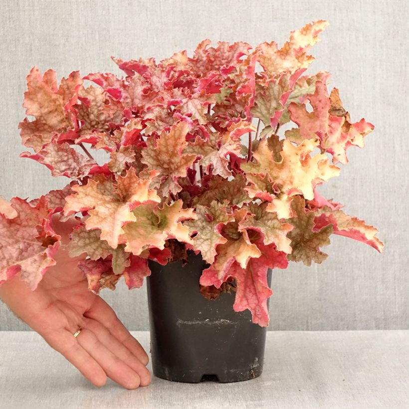 Exemplaar van Heuchera Ginger Peach - Purperklokje Pot van 1 l/1,5 l zoals geleverd in de herfst