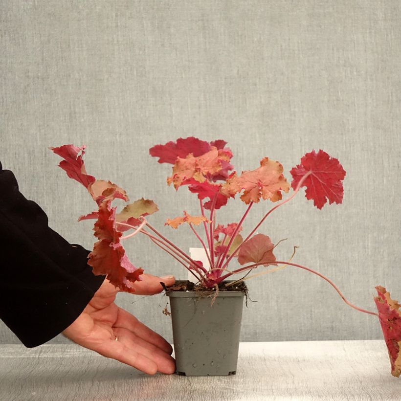 Exemplaar van Heuchera Kassandra - Purperklokje Kweekpotje van 8/9 cm zoals geleverd in de herfst