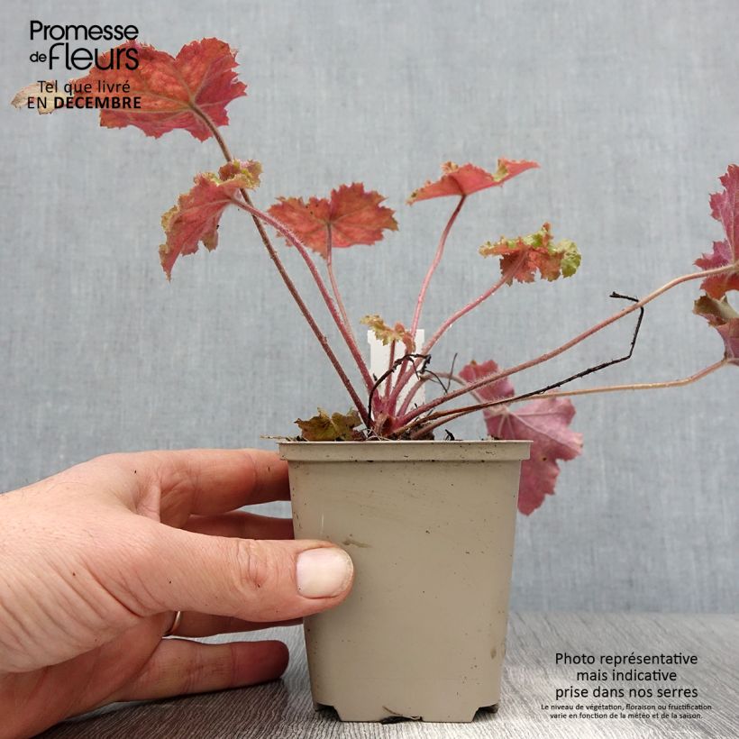 Example of Heuchera Kassandra - Purperklokje Kweekpotje van 8/9 cm as you get in hiver