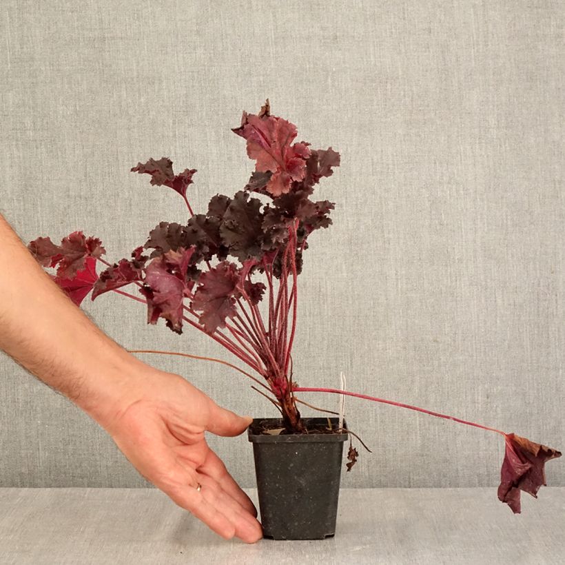 Exemplaar van Heuchera Dark Secret - Purperklokje Kweekpotje van 8/9 cm zoals geleverd in de herfst