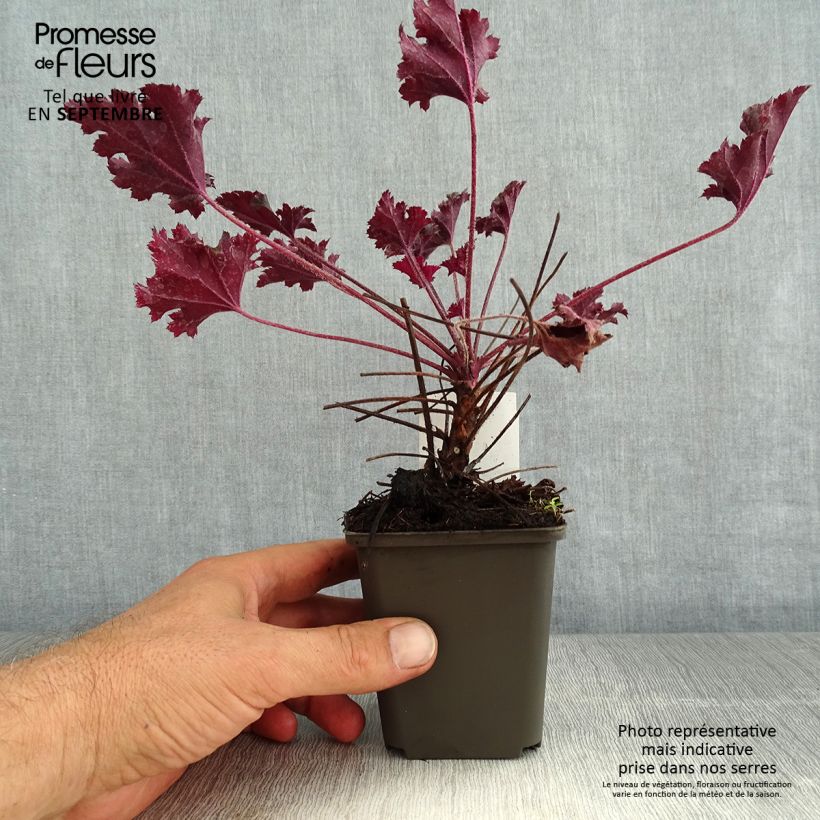 Exemplaar van Heuchera Dark Secret - Purperklokje Kweekpotje van 8/9 cm zoals geleverd in de zomer