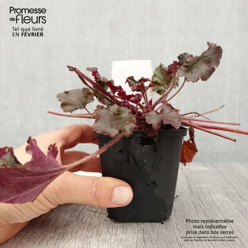 Example of Heuchère - Heuchera L. Dark Secret Kweekpotje van 8/9 cm as you get in hiver
