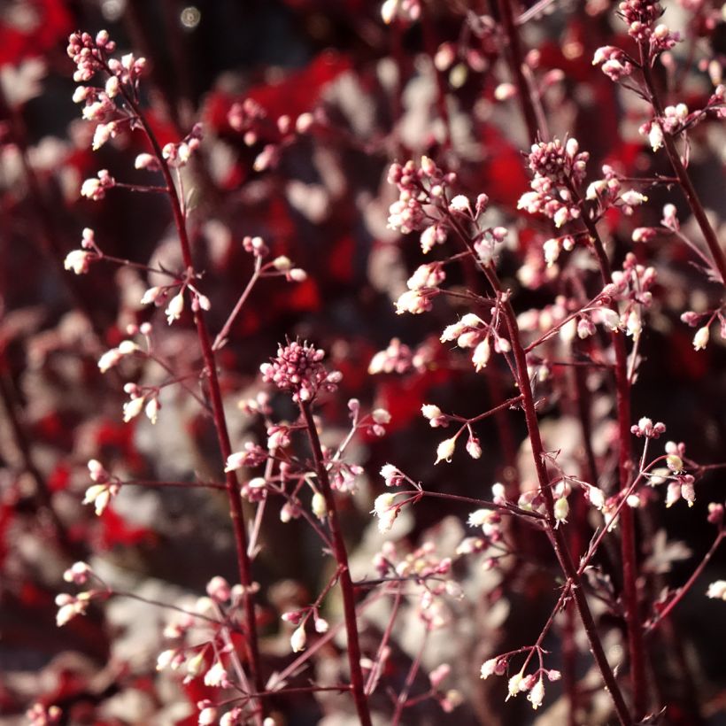 Heuchera Dark Secret - Purperklokje (Bloei)