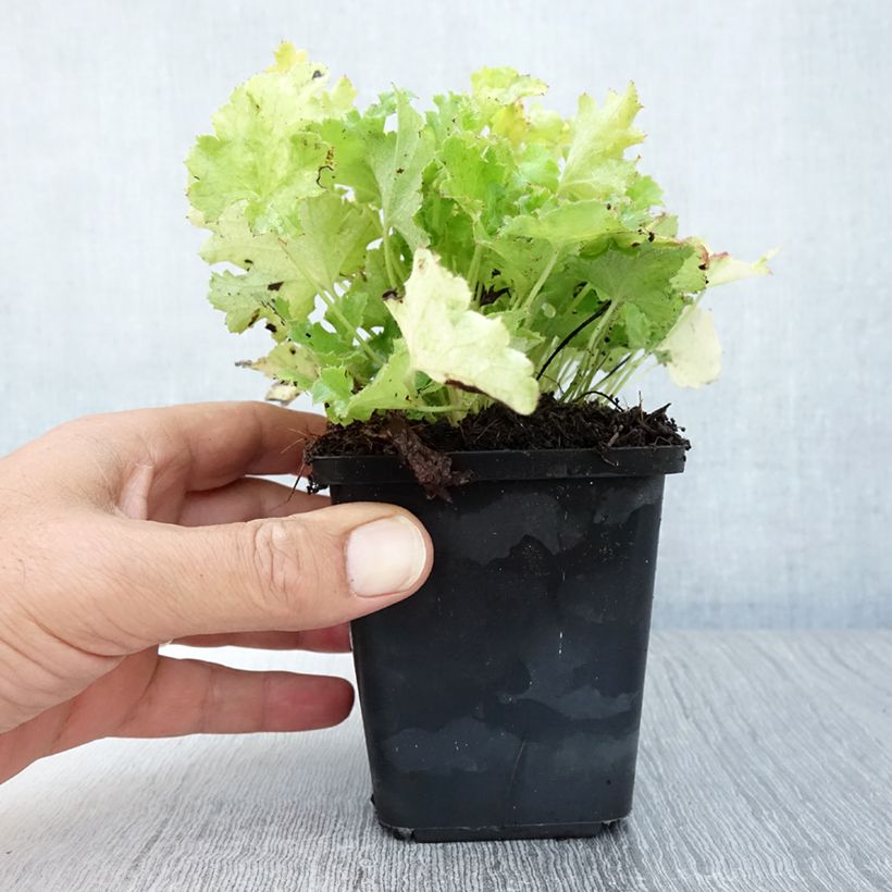 Exemplaar van Heuchera Lime Rickey - Purperklokje Kweekpotje van 8/9 cm zoals geleverd in de zomer