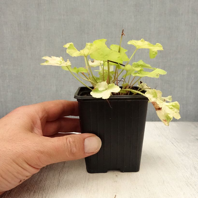 Exemplaar van Heuchera Little Cutie Blondie in Lime in pot - Purperklokje Kweekpotje van 8/9 cm zoals geleverd in de zomer
