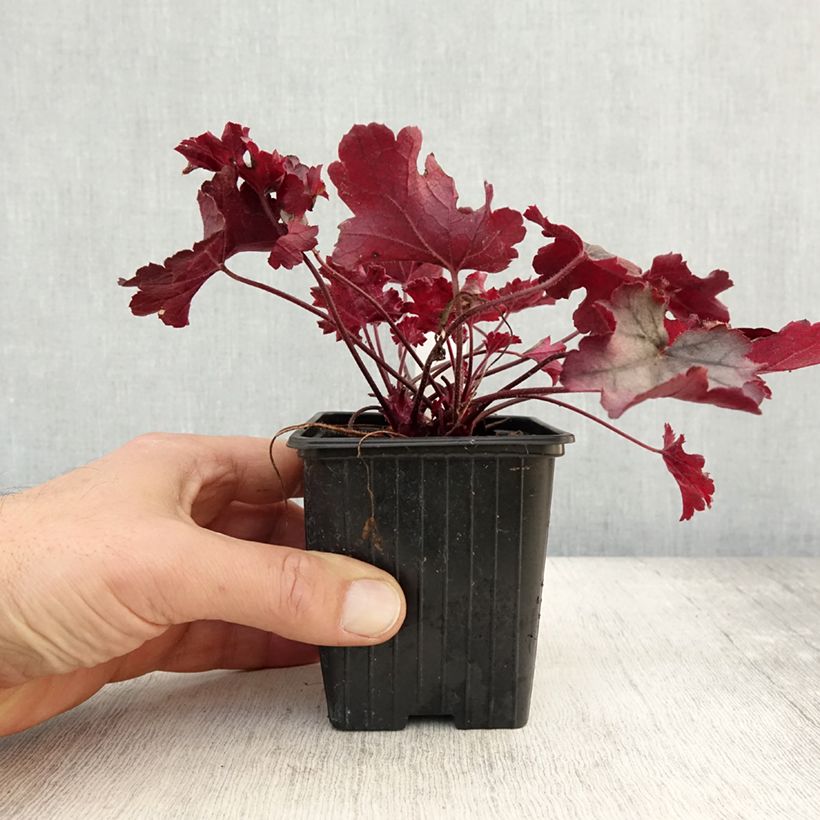 Exemplaar van Heuchère - Heuchera Little Cuties Sugar Berry Godet de 8/9 cm zoals geleverd in de herfst