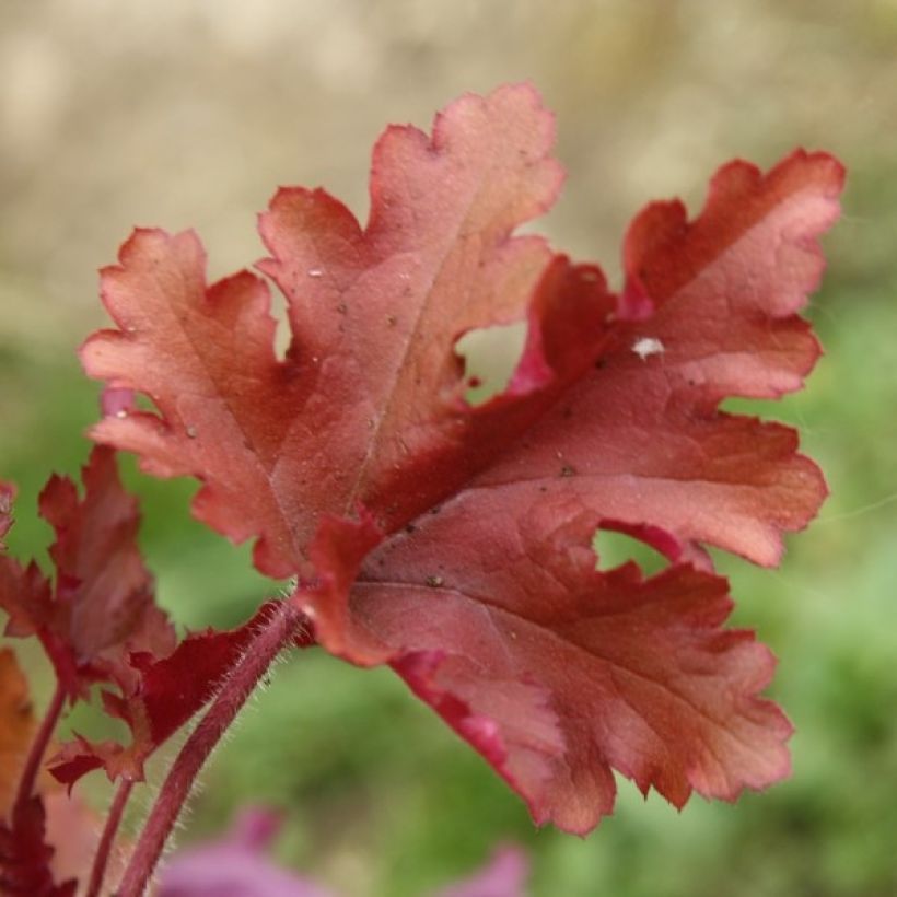 Heuchera Marmelade - Purperklokje (Foliage)