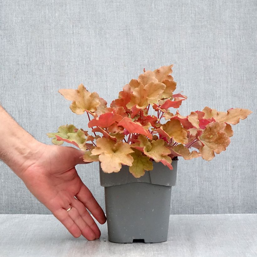 Exemplaar van Heuchera Marmelade - Purperklokje Pot van 2 l/3 l zoals geleverd in de herfst