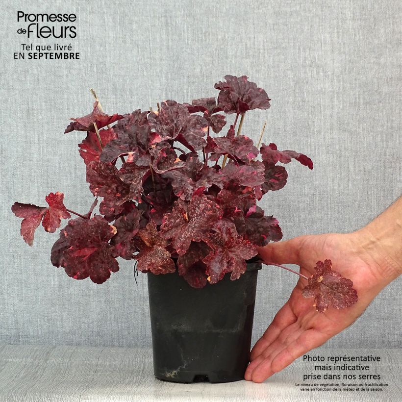 Exemplaar van Heuchera Midnight Rose - Purperklokje Pot van 1,5 l/2 l zoals geleverd in de zomer