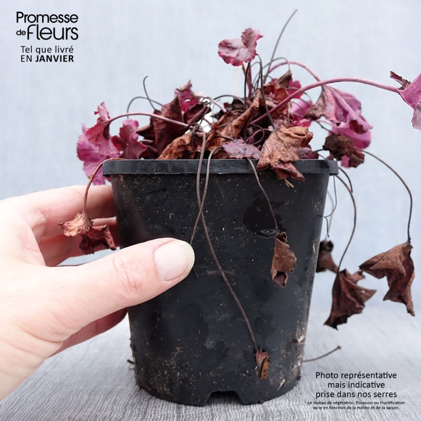 Example of Heuchera Midnight Rose - Purperklokje Pot van 1,5 l/2 l as you get in hiver