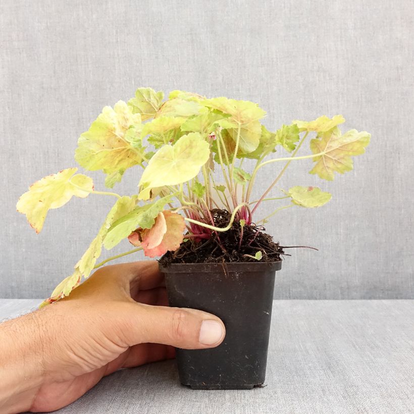 Exemplaar van Heuchera Miracle - Purperklokje Kweekpotje van 8/9 cm zoals geleverd in de zomer