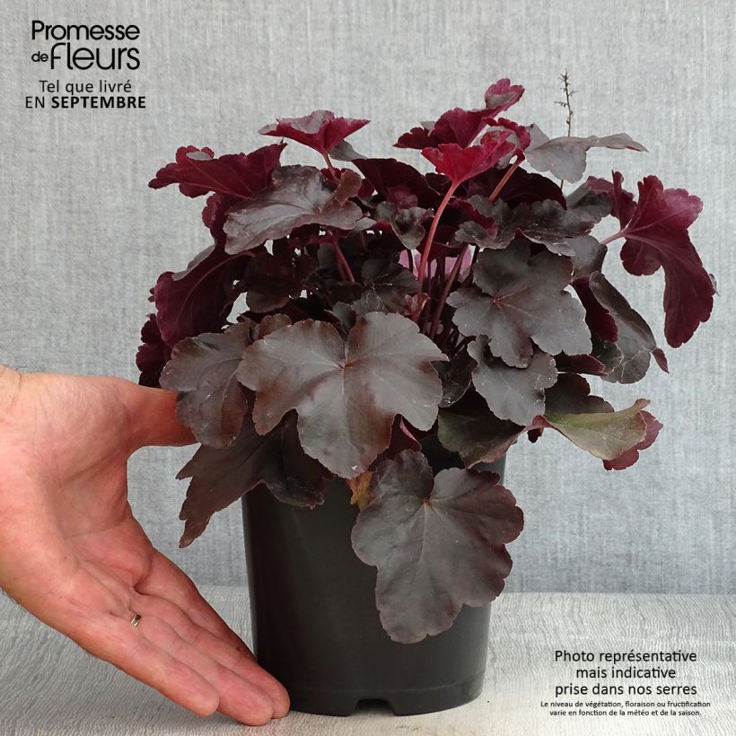 Exemplaar van Heuchera Obsidian - Purperklokje Pot van 1,5 l/2 l zoals geleverd in de zomer