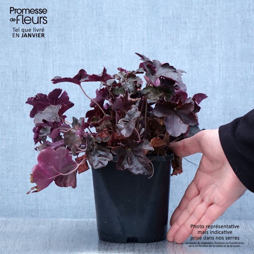 Example of Heuchère, Heuchera Obsidian Pot van 1,5 l/2 l as you get in hiver