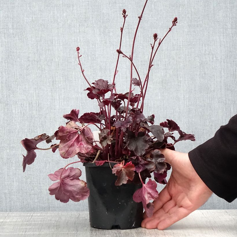 Exemplaar van Heuchera Obsidian - Purperklokje Pot van 1,5 l/2 l zoals geleverd in de lente