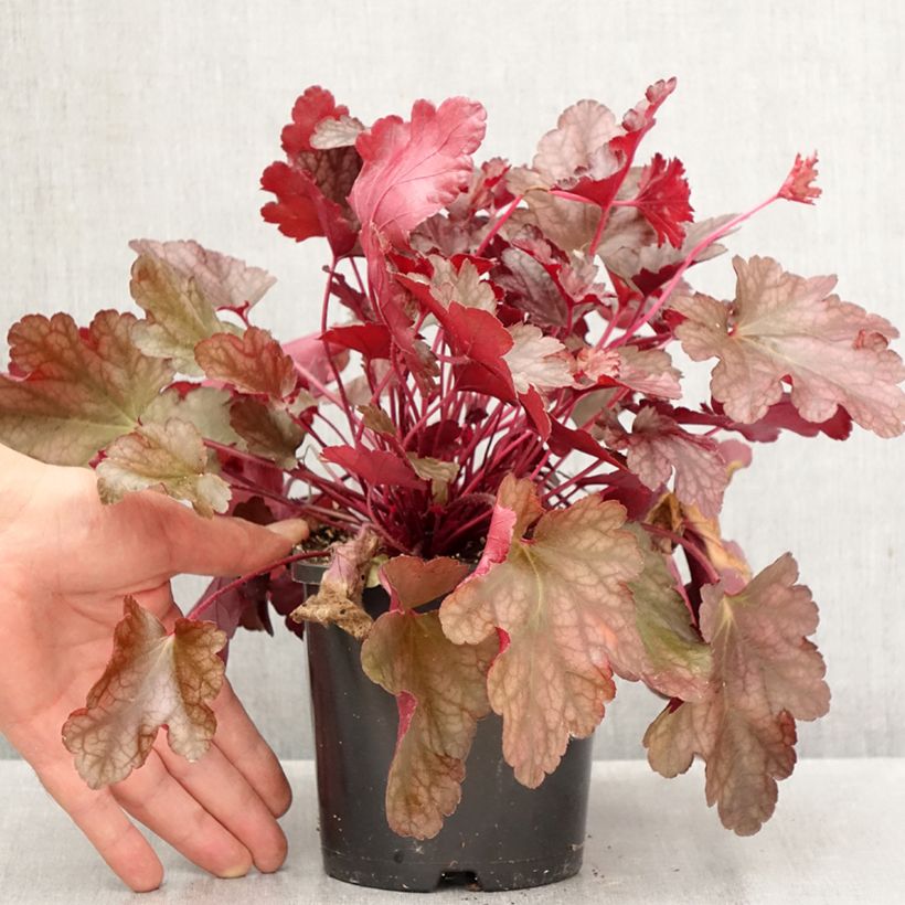 Exemplaar van Heuchera Peach flambé - Purperklokje Pot van 1,5 l/2 l zoals geleverd in de herfst