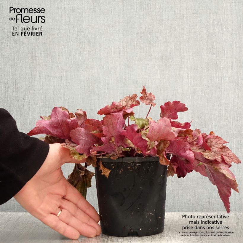 Example of Heuchera Peach flambé - Purperklokje Pot van 1,5 l/2 l as you get in hiver