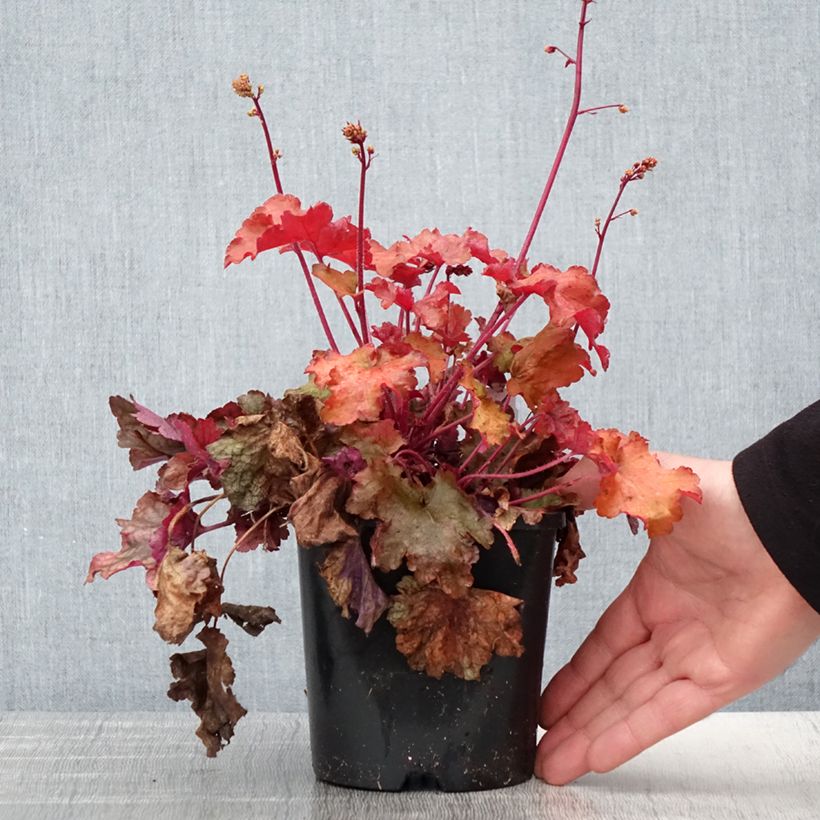 Exemplaar van Heuchera Peach flambé - Purperklokje Pot van 1,5 l/2 l zoals geleverd in de lente