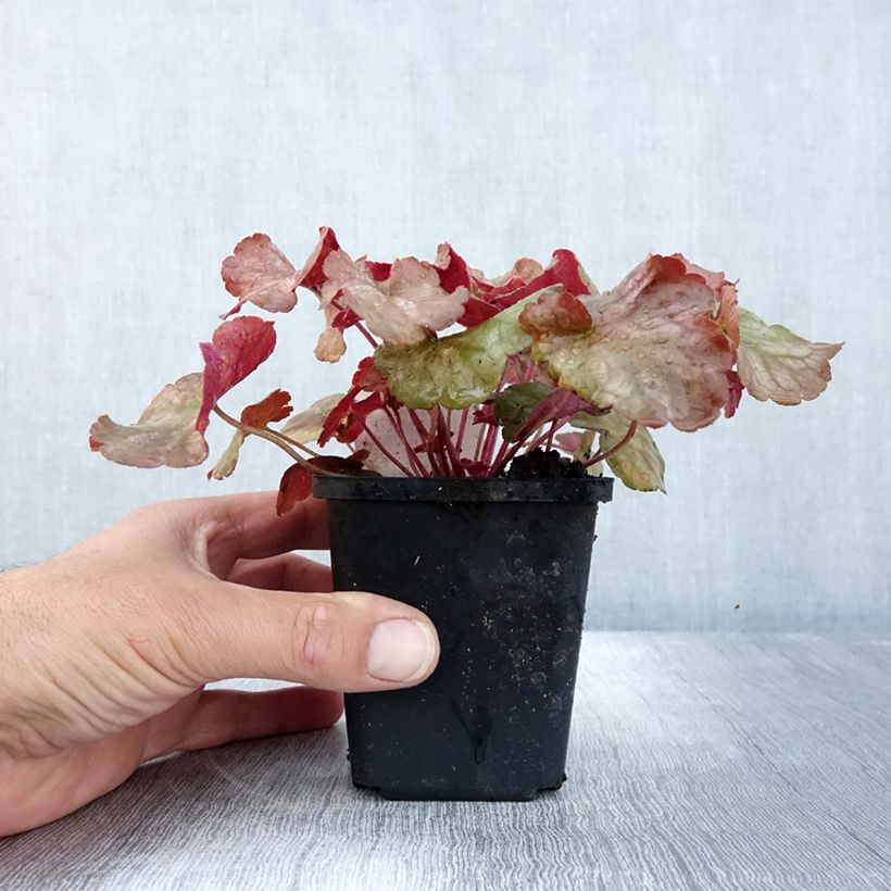 Exemplaar van Heuchera Pinot Gris - Purperklokje Kweekpotje van 8/9 cm zoals geleverd in de herfst