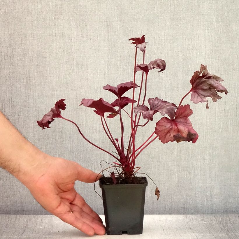 Exemplaar van Heuchera Plum Royale - Purperklokje Kweekpotje van 8/9 cm zoals geleverd in de zomer
