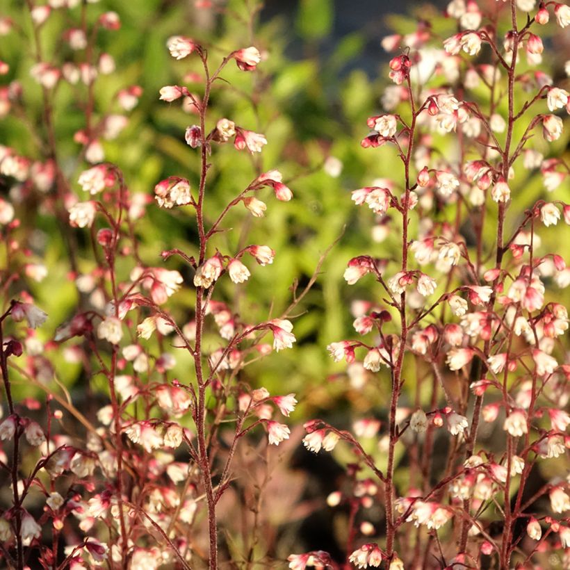 Heuchera Plum Royale - Purperklokje (Blad)