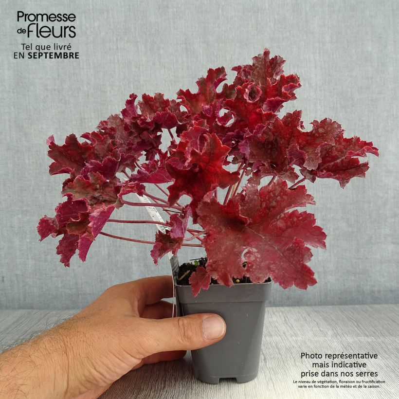 Exemplaar van Heuchera Purple Petticoats - Purperklokje Kweekpotje van 8/9 cm zoals geleverd in de zomer