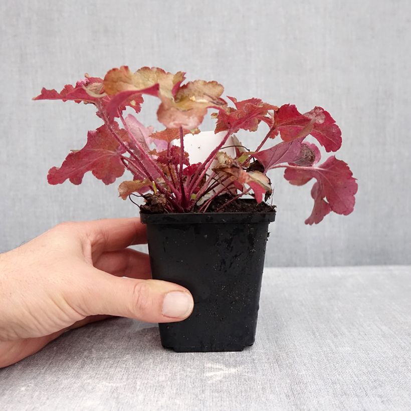 Exemplaar van Heuchera Red Sea - Purperklokje Kweekpotje van 8/9 cm zoals geleverd in de herfst