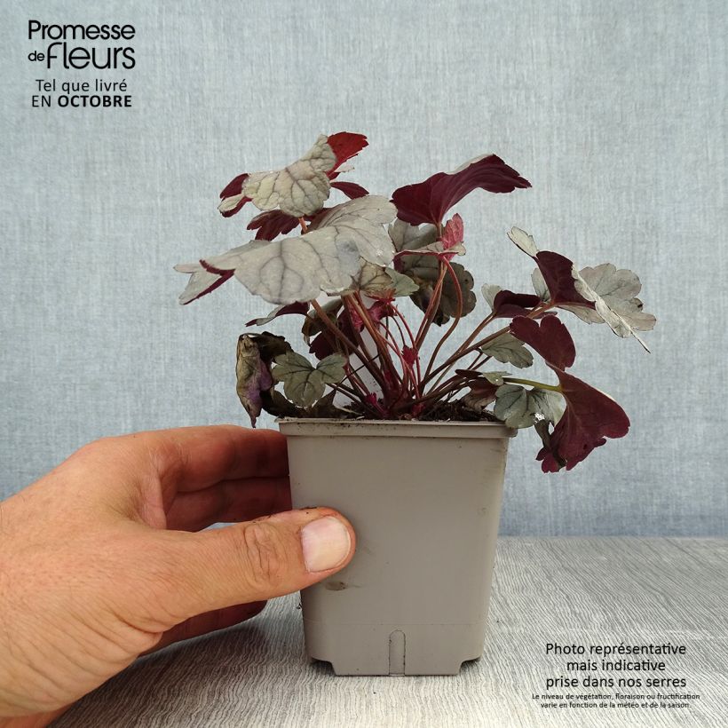 Exemplaar van Heuchera Silver Gumdrop - Purperklokje Kweekpotje van 8/9 cm zoals geleverd in de herfst