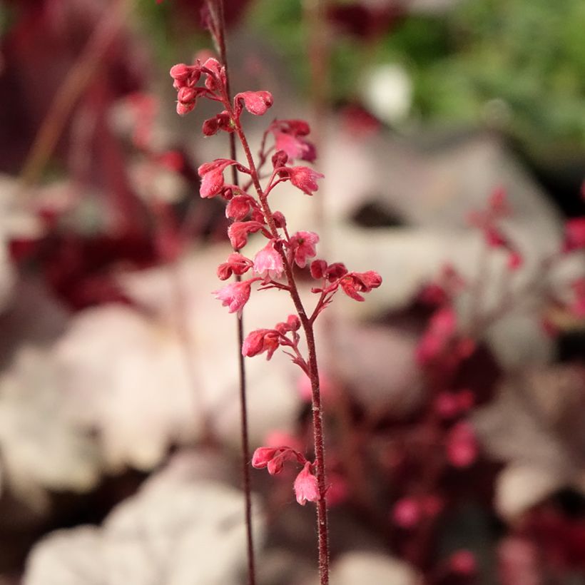 Heuchera Silver Gumdrop - Purperklokje (Bloei)
