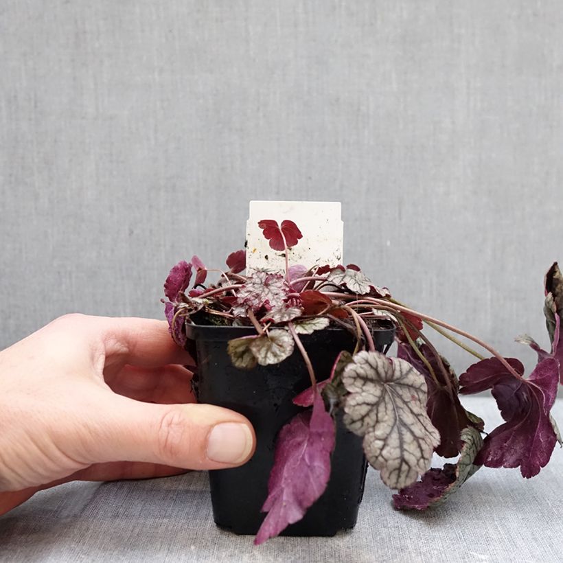 Example of Heuchera Silver Scrolls - Purperklokje Kweekpotje van 8/9 cm as you get in hiver