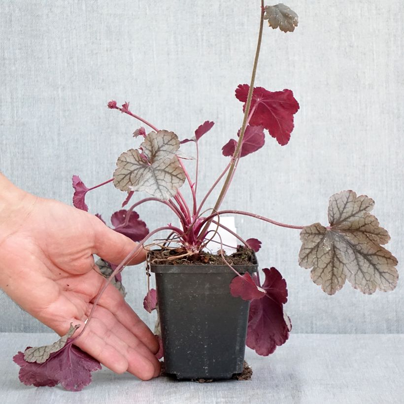 Exemplaar van Heuchera Silver Scrolls - Purperklokje Kweekpotje van 8/9 cm zoals geleverd in de lente