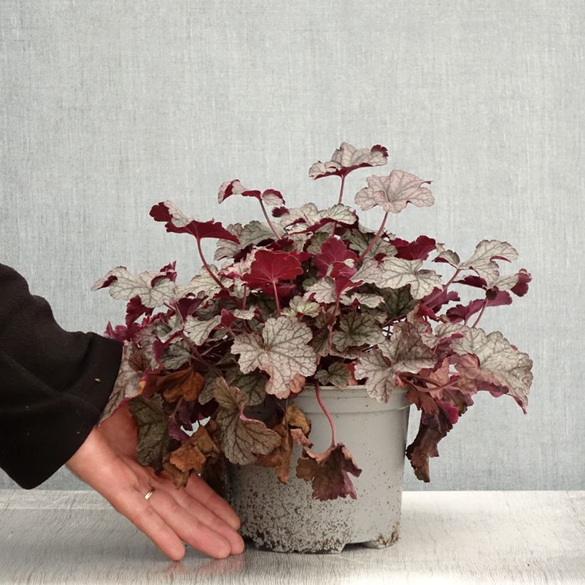 Exemplaar van Heuchera Silver Scrolls - Purperklokje Pot van 2 l/3 l zoals geleverd in de herfst