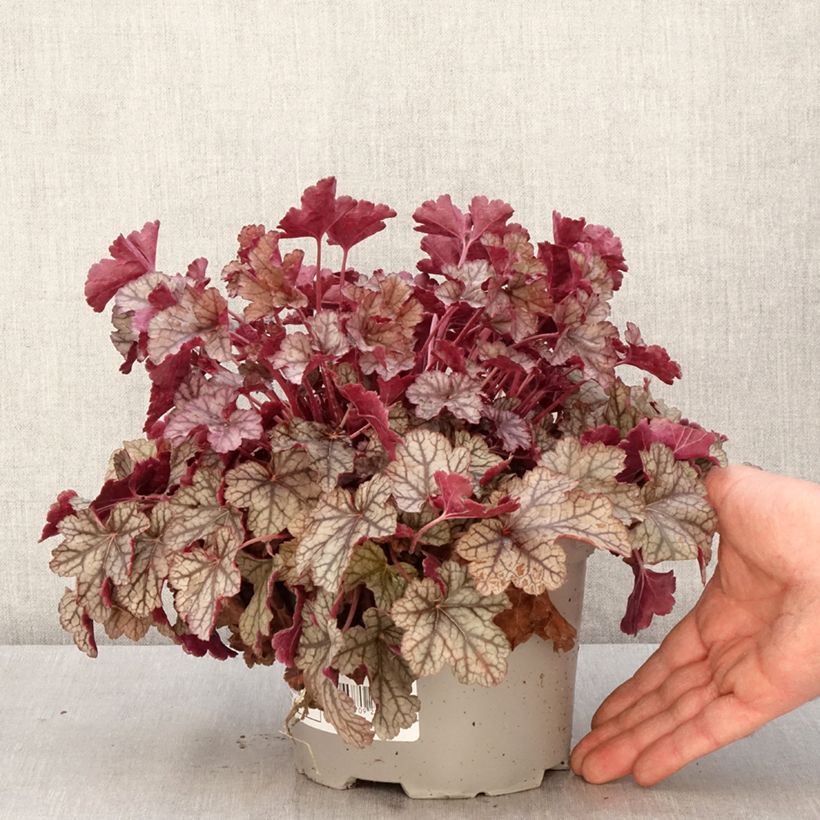 Exemplaar van Heuchera Silver Scrolls - Purperklokje Pot van 2 l/3 l zoals geleverd in de lente