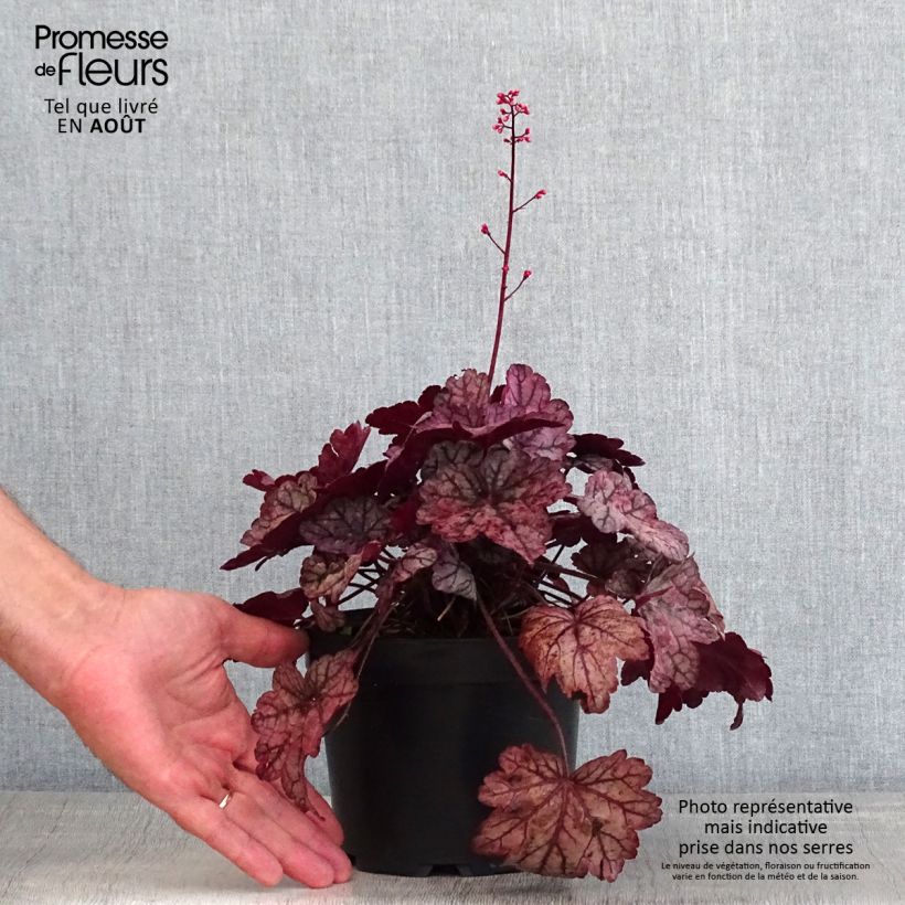 Exemplaar van Heuchera Sugar Plum - Purperklokje Pot van 2 l/3 l zoals geleverd in de zomer