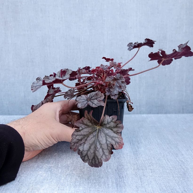 Exemplaar van Heuchera Timeless Treasure - Purperklokje Kweekpotje van 8/9 cm zoals geleverd in de herfst