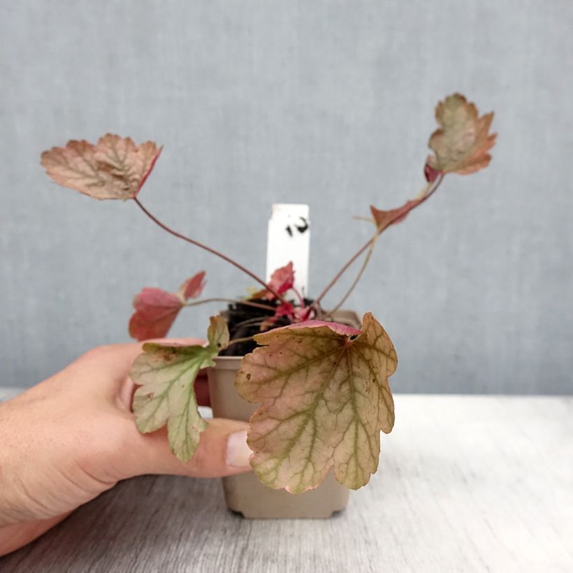 Exemplaar van Heuchère - Heuchera Vienna Godet de 8/9 cm zoals geleverd in de herfst