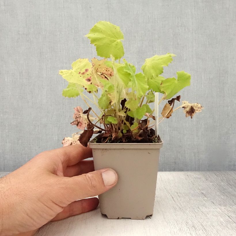 Exemplaar van Heuchera villosa var. macrorrhiza - Purperklokje Kweekpotje van 8/9 cm zoals geleverd in de zomer