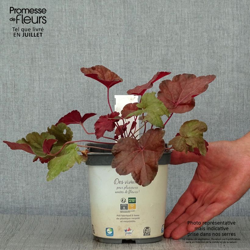Exemplaar van Heuchera Little Cutie Blondie - Purperklokje Pot van 2 l/3 l zoals geleverd in de zomer